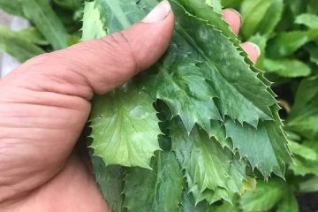 गृहपृष्ठ