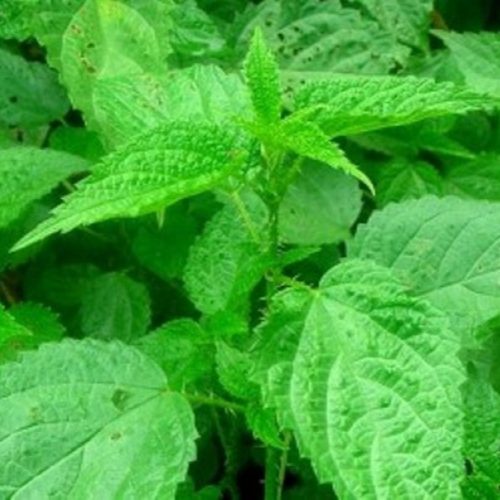 गृहपृष्ठ