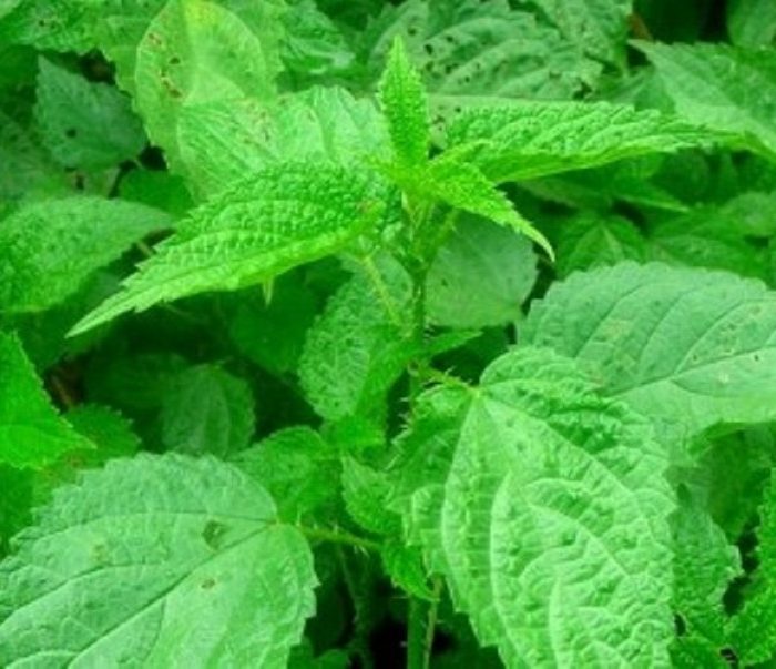 गृहपृष्ठ