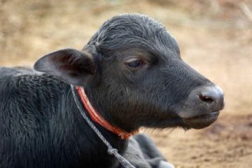 पोखरामा नेपाल जेसीजको काउन्सिलर एकेडेमी सम्पन्न